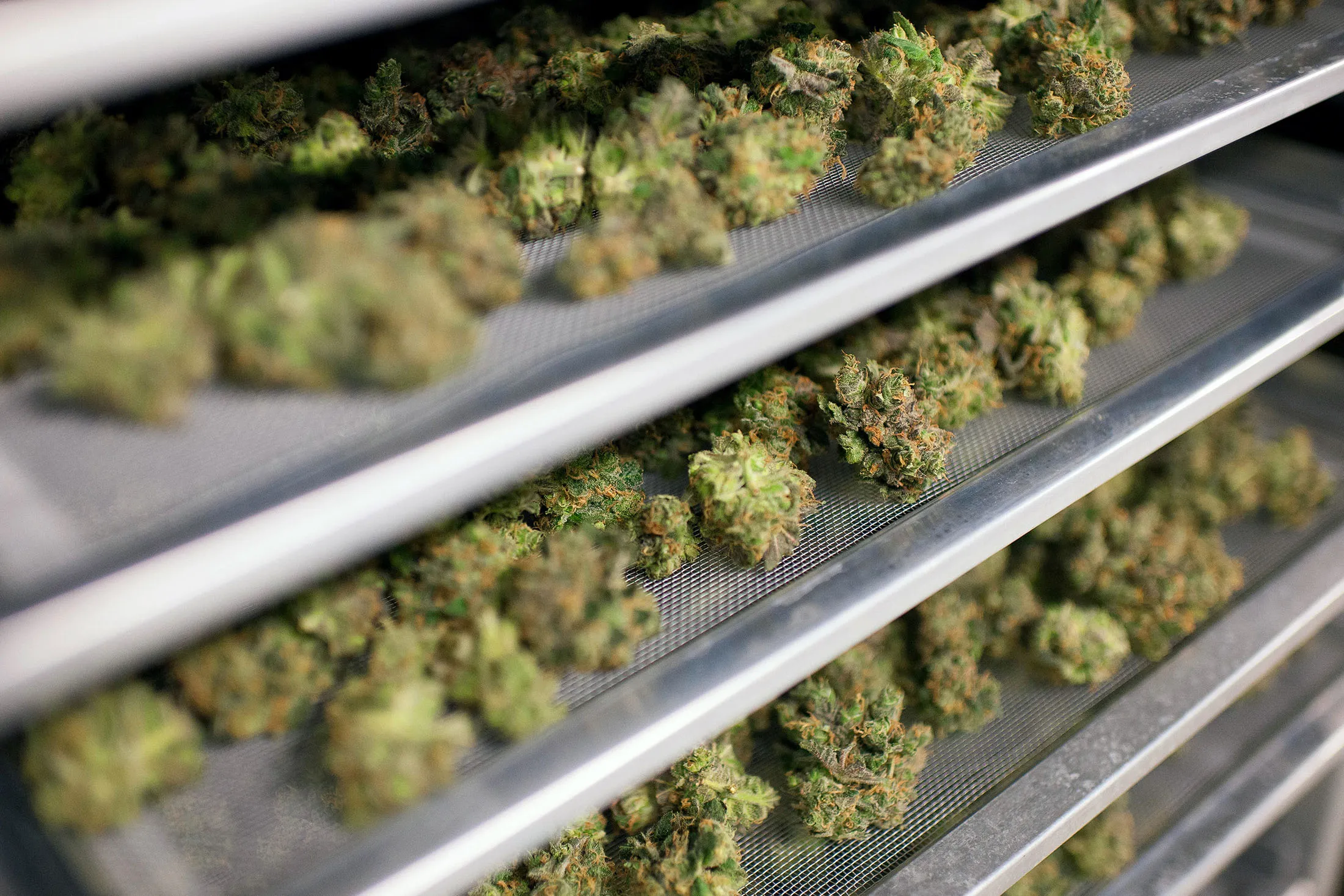 Medical marijuana buds dry in preparation for final packaging at the Tweed Inc. facility in Smith Falls, Ontario, Canada, on Nov. 11, 2015. Construction and marijuana companies are poised to benefit from the Liberal Party's decisive win in Canada's election, with leader Justin Trudeau vowing to fund infrastructure spending with deficits and legalize cannabis.
