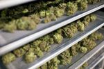 Medical marijuana buds dry in preparation for final packaging at the Tweed Inc. facility in Smith Falls, Ontario, Canada, on Nov. 11, 2015. Construction and marijuana companies are poised to benefit from the Liberal Party's decisive win in Canada's election, with leader Justin Trudeau vowing to fund infrastructure spending with deficits and legalize cannabis.

