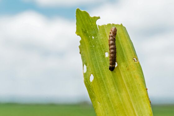 Biggest Armyworm Invasion in 30 Years Skips Crops to Get Turf