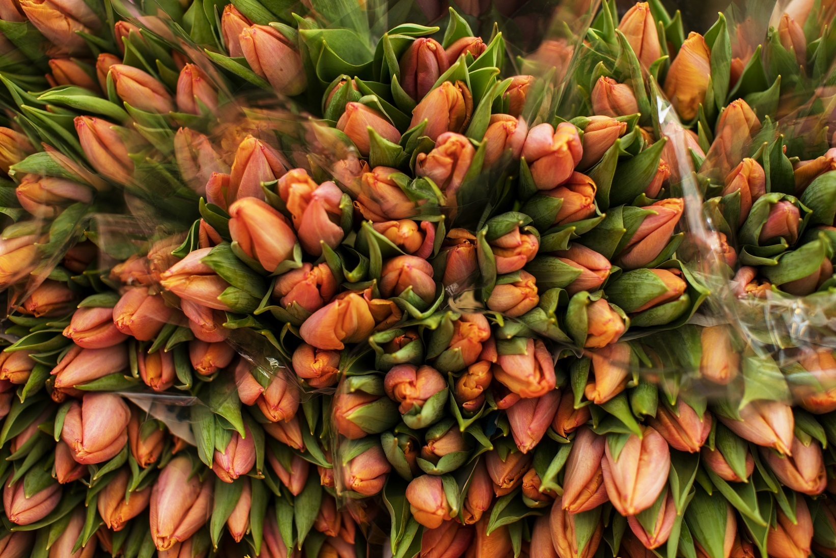 Bunches of tulips sit on display on a florist\'s stall at Albert Cuyp street market in Amsterdam, Netherlands, on Tuesday, Jan. 3, 2017. The Netherlands will probably have a balanced government budget in 2017, according to Dutch planning Agency CPB.