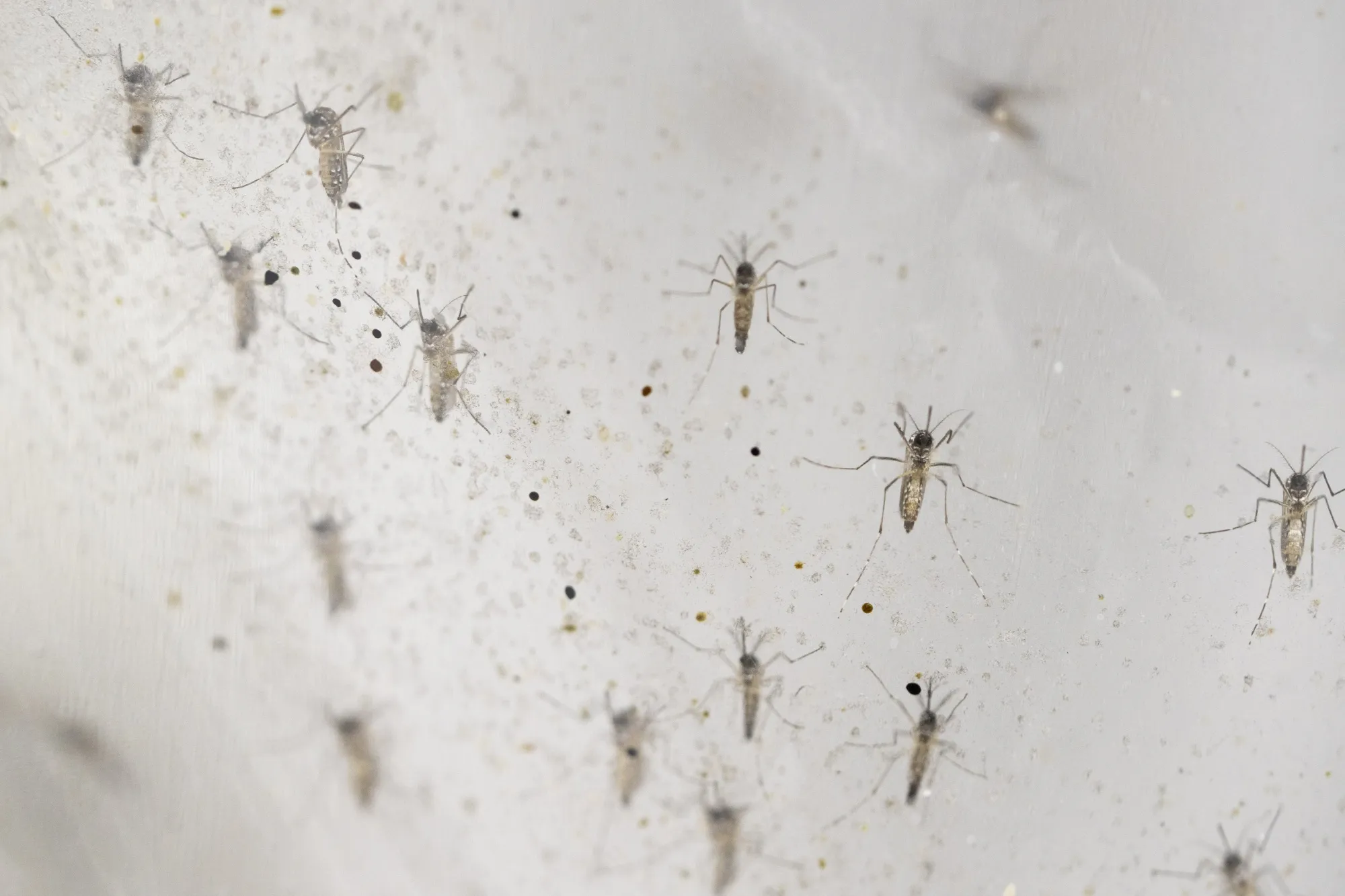 Aedes mosquitoes at a Singapore laboratory&nbsp;last year, part of the country’s effort to bring down dengue levels. Another mosquito-borne illness —&nbsp;chikungunya —&nbsp;is&nbsp;surging in other parts of the world, from China to the Indian Ocean region.&nbsp;