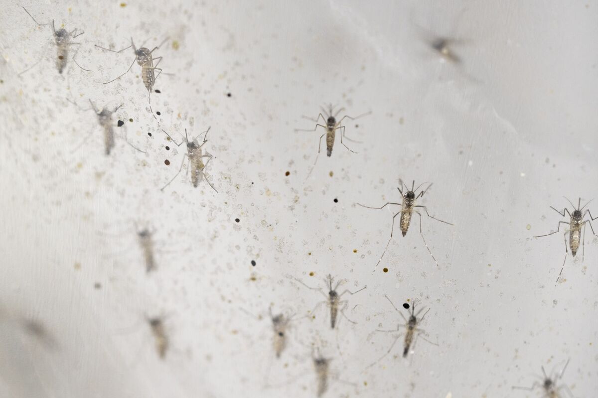 Mosquitoes Are On the Move, and This Virus They Carry is Surging Mosquitoes Are On the Move, and This Virus They Carry is Surging