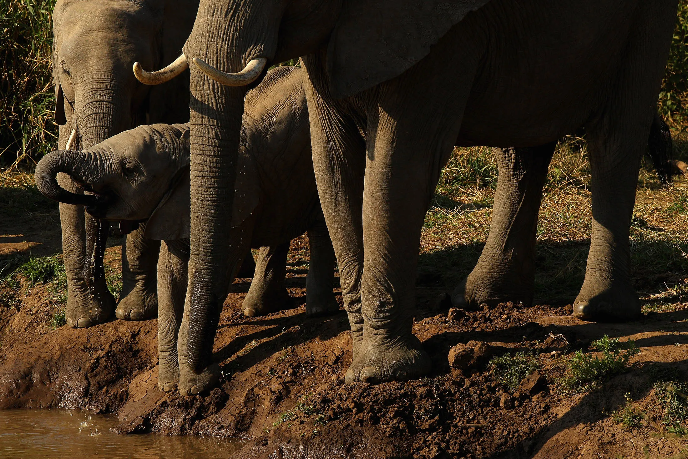 Elephants drink from a river in Botswana.