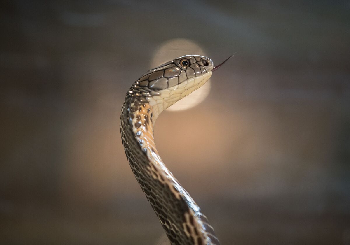 Во сне нападает змея мужчине. Змея Кобра. Змея Кобра Королевская. King Cobra. Кинг Кобра змея.