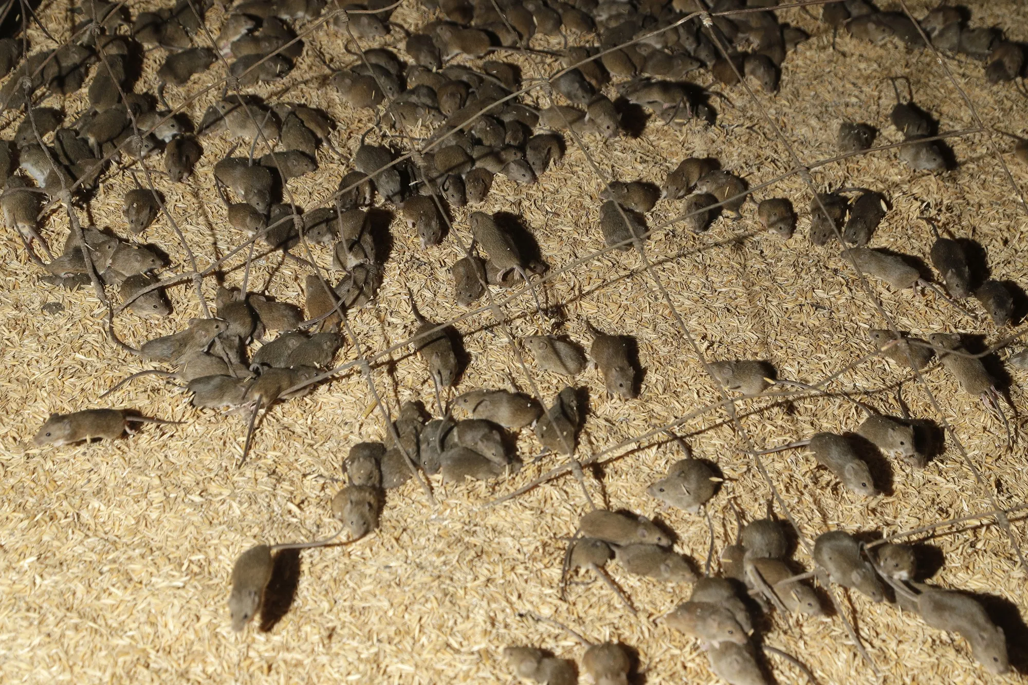 Mice scurry around stored grain on a farm near Tottenham, Australia.
