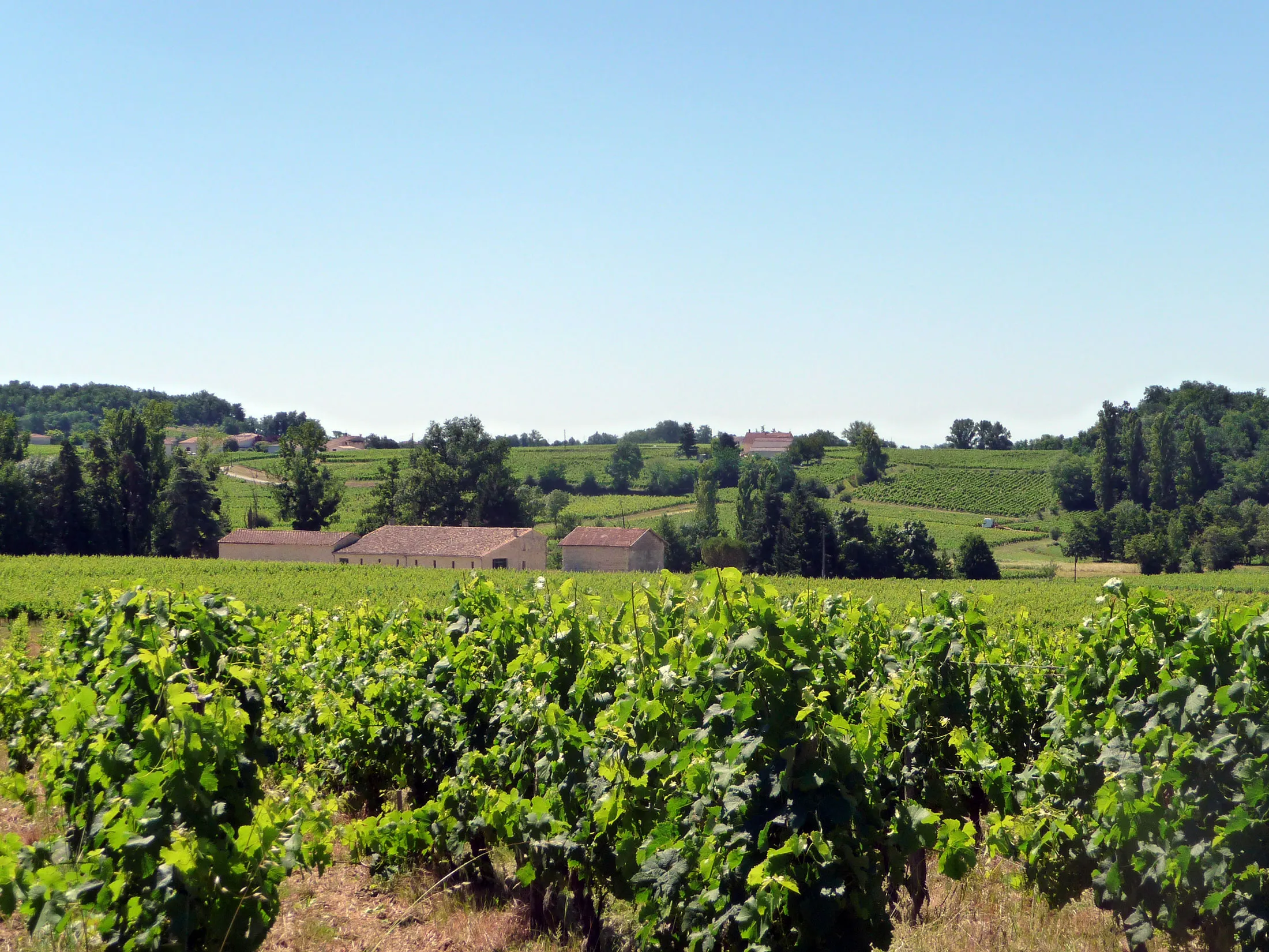 Chateau Vieux Paquillon in Bordeaux