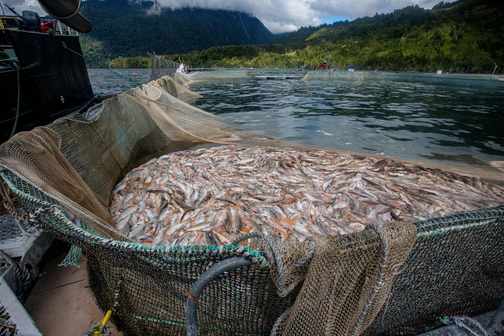 The Salmon On Your Plate Isn't As Safe As You Think - Bloomberg