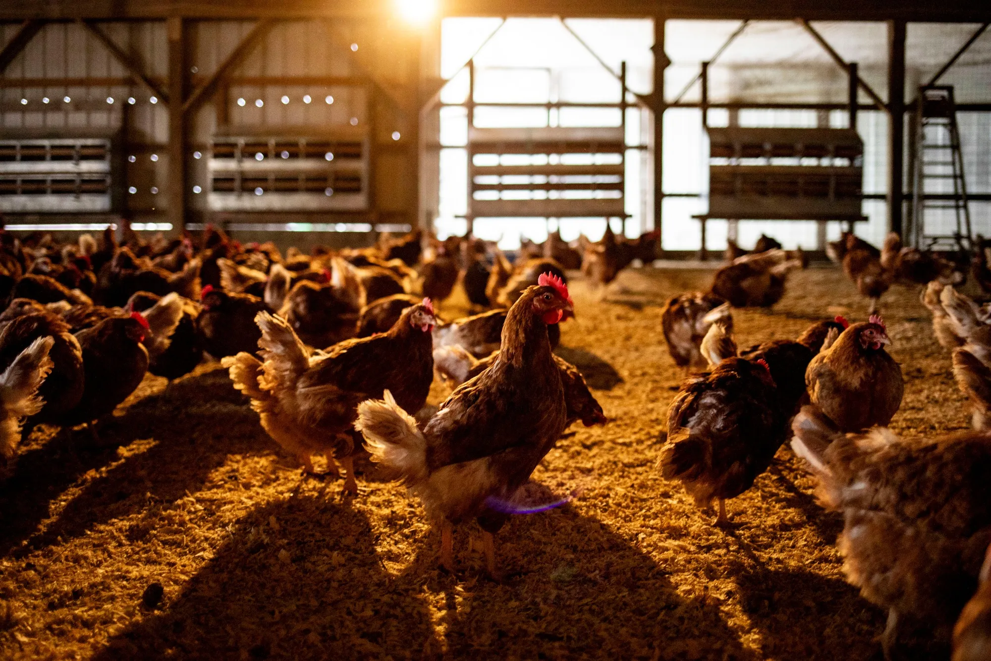Chicken demand has been growing globally as consumers seek cheaper alternatives to pricey beef.