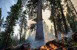 The Washburn Fire burns in Mariposa Grove of Giant Sequoias in Yosemite National Park, Calif., on Friday, July 8, 2022. (AP Photo/Noah Berger)