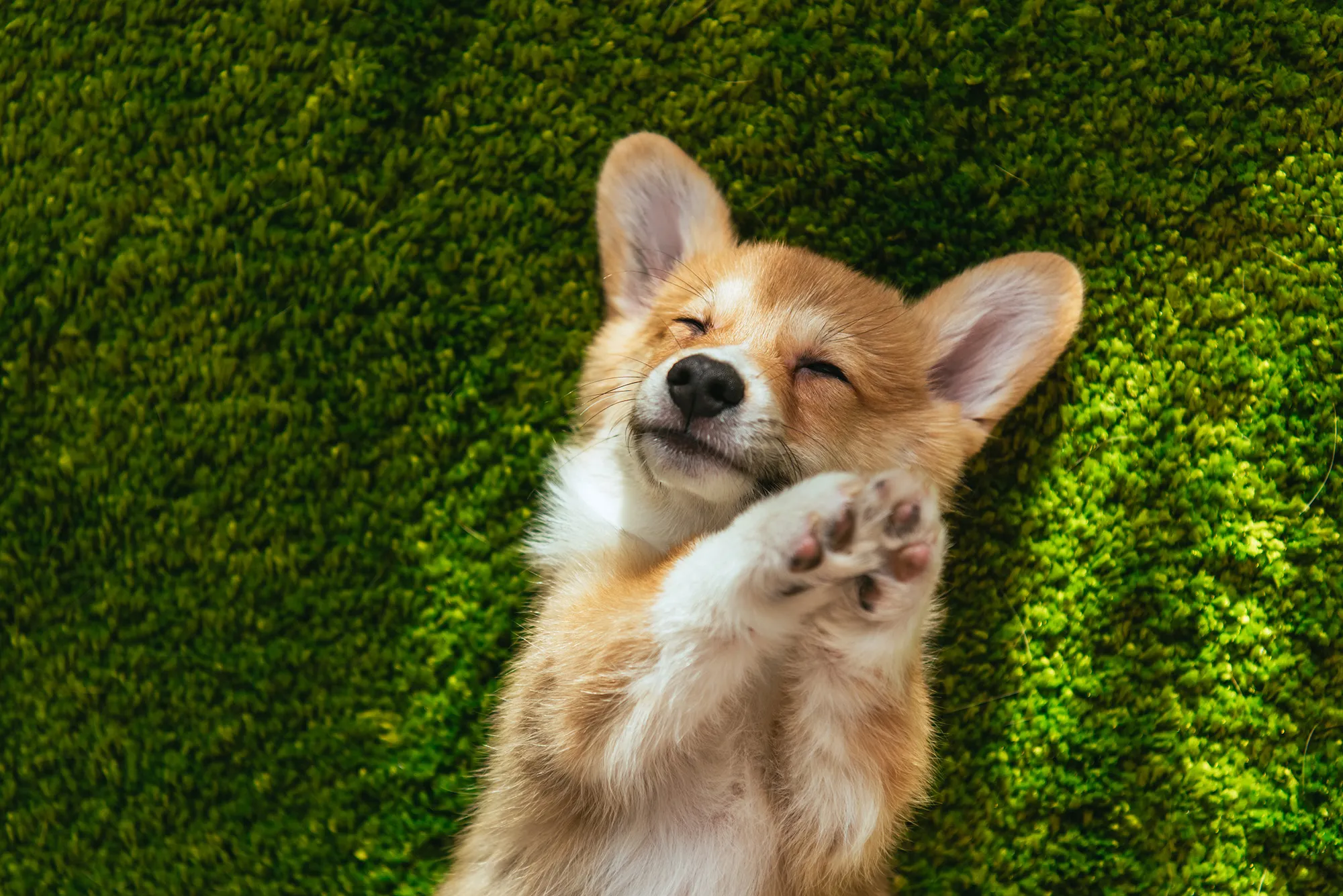 Musti caters to pet owners, a group that’s been growing for the past decades.
