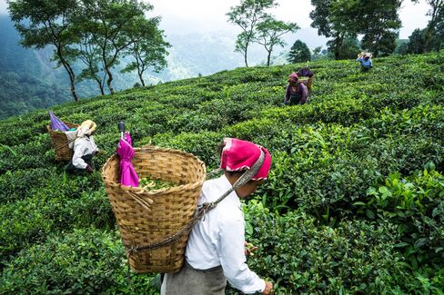 Workers hand-pick tea leaves on the Makaibari Tea Estate in Kurseong, West Bengal, India.