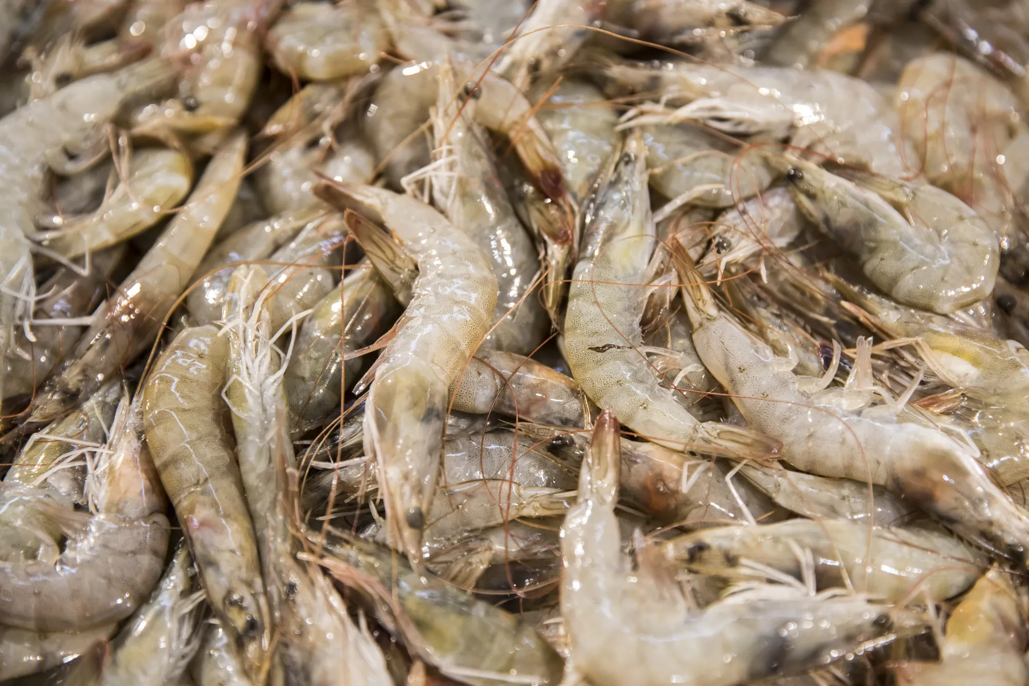 Inside a Vanguard Supermarket as China's Exports Are Homeward Bound