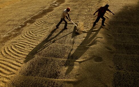 Arabica Coffee