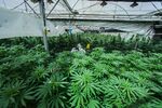 An employee inspects cannabis plants in a greenhouse
