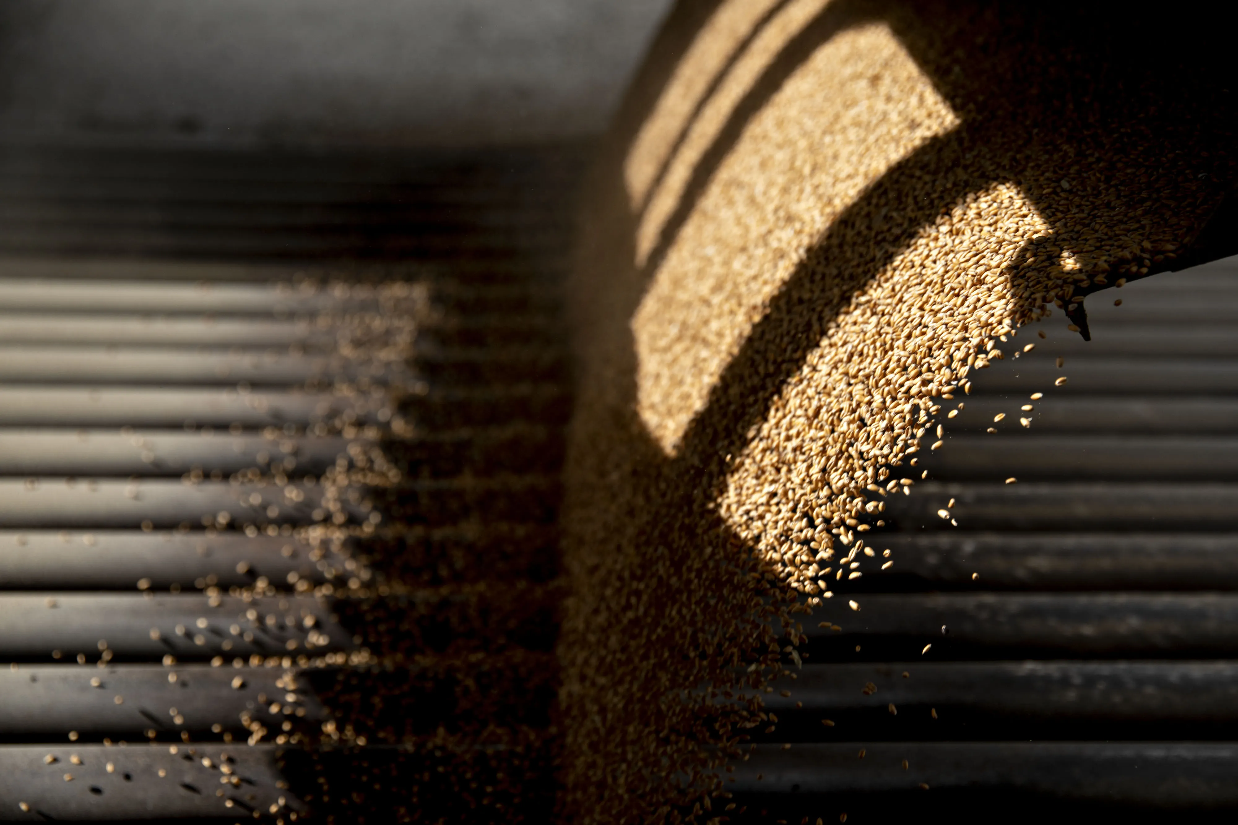 A Wheat Harvest As USDA Lowers Yield Forecasts 