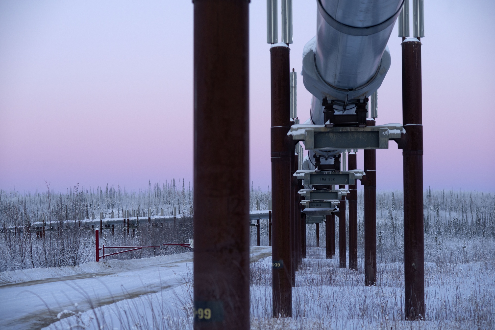 A section of the Trans-Alaska Pipeline inside the Arctic Circle, showing thermosyphons designed to keep underlying permafrost cold, in December 2016.