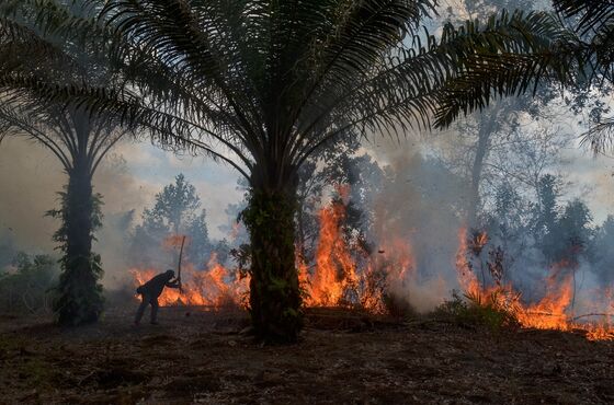 Viral Orangutan Ad on Deforestation Slammed by Palm Industry