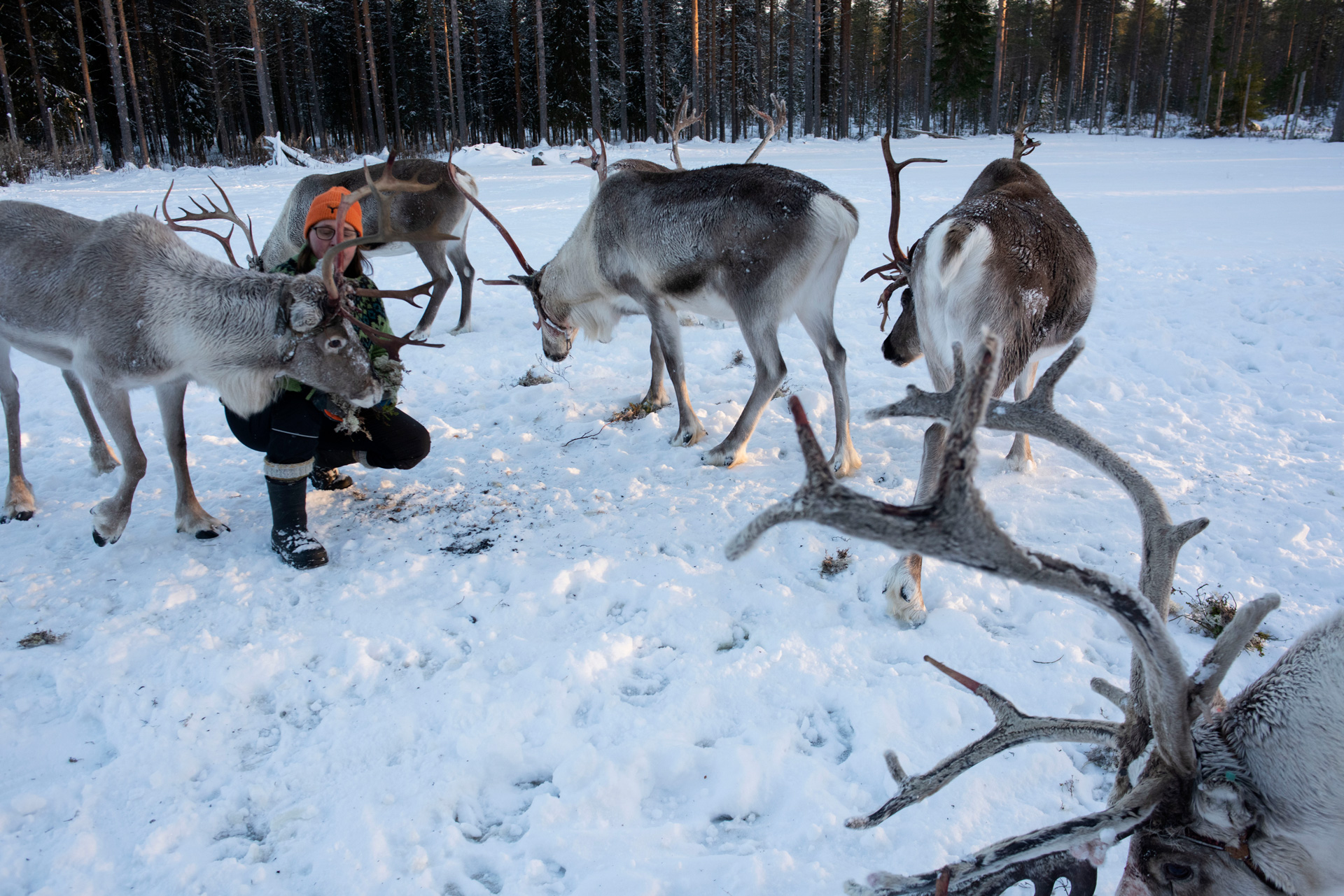 Five reindeer stand in a snow-covered paddock against a backdrop of thick forest. They have large, branching antlers and their fur is a mixture of gray, white and brown. Most have their heads bent toward the ground for feeding. A Finnish farmer wearing winter clothing, boots and a bright orange beanie hat crouches next to one reindeer, its antlers partly obscuring her face, which points toward the camera.