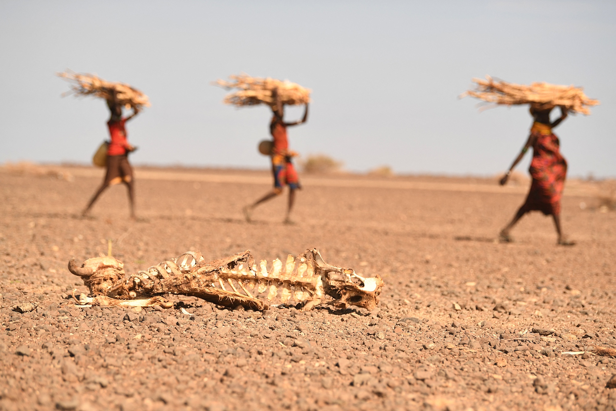 A carcass of a cow lies on the ground as&nbsp;Turkana women carrying firewood walk by&nbsp;in Marsabit, Kenya.&nbsp;