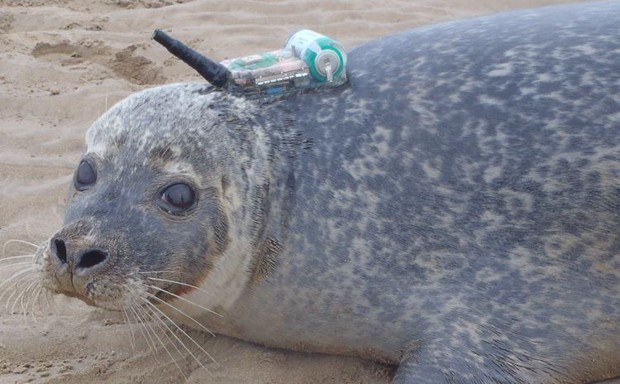 A harbor seal involved in the study wears a GPS beacon.