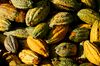 Ripe cocoa pods sit in a pile at a Chocolate Concierge cocoa farm in Batang Kali, Selangor, Malaysia, on Friday, March 8, 2019. There is a rising crop of Asian artisanal chocolate makers that are daring to try — and succeeding — in the unlikeliest of places. As they gain local followings they garner gourmet awards from London and Paris and slowly win over chocolate lovers worldwide.
