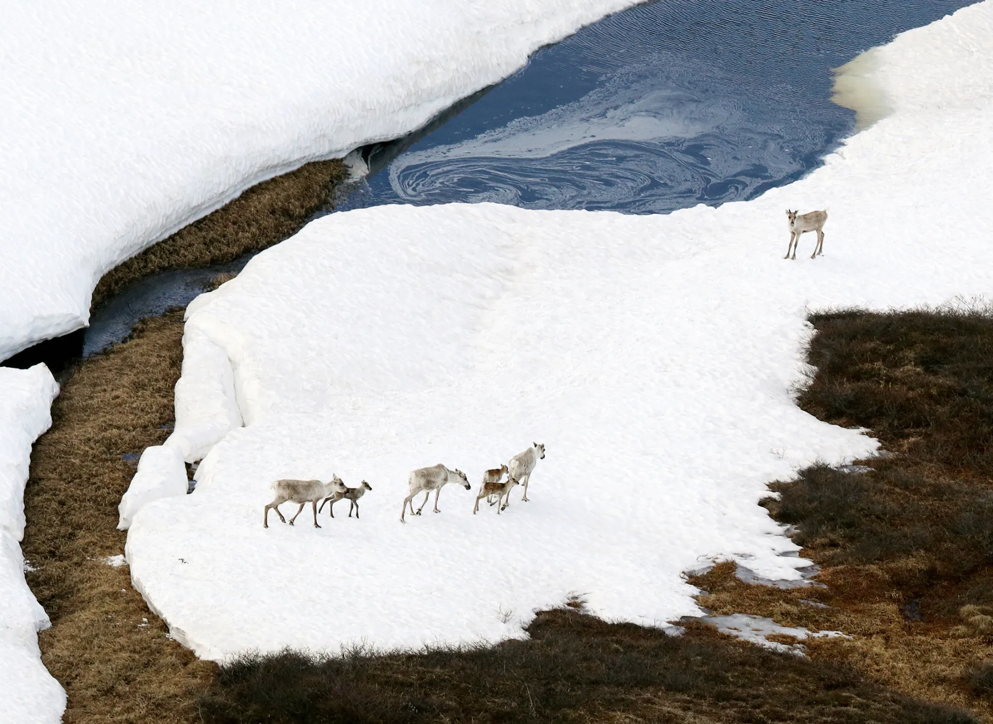 Caribou in the Arctic National Wildlife Refuge on June 18, 2017.
