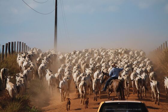 Amazon Destruction Forces Brazil’s Cowboys to Ranch Like Texans