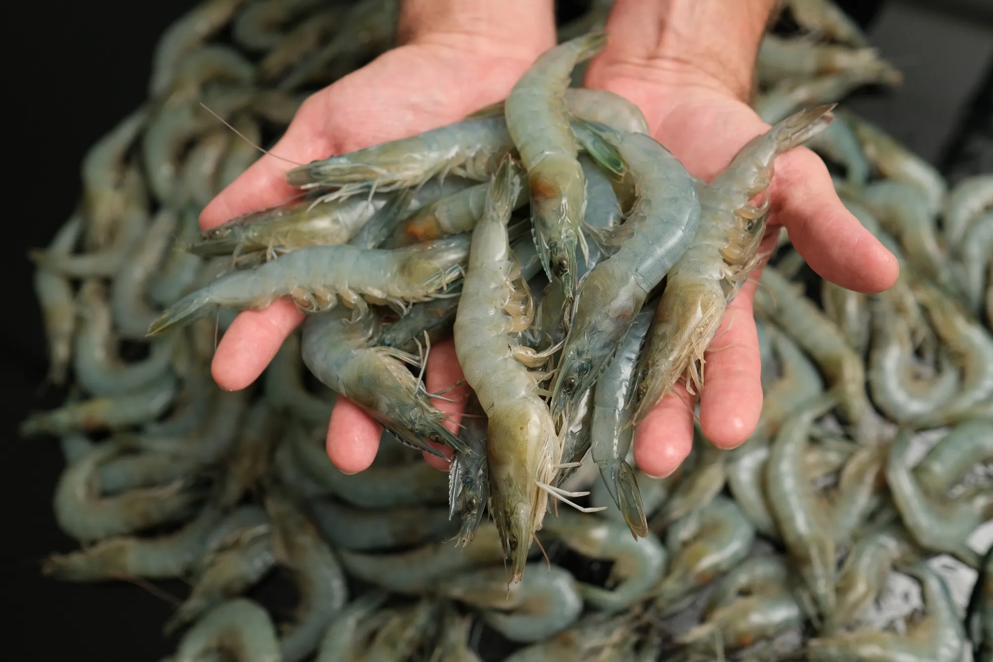 The Future of Shrimp Farming Is Vertical and Coming to Cities - Bloomberg