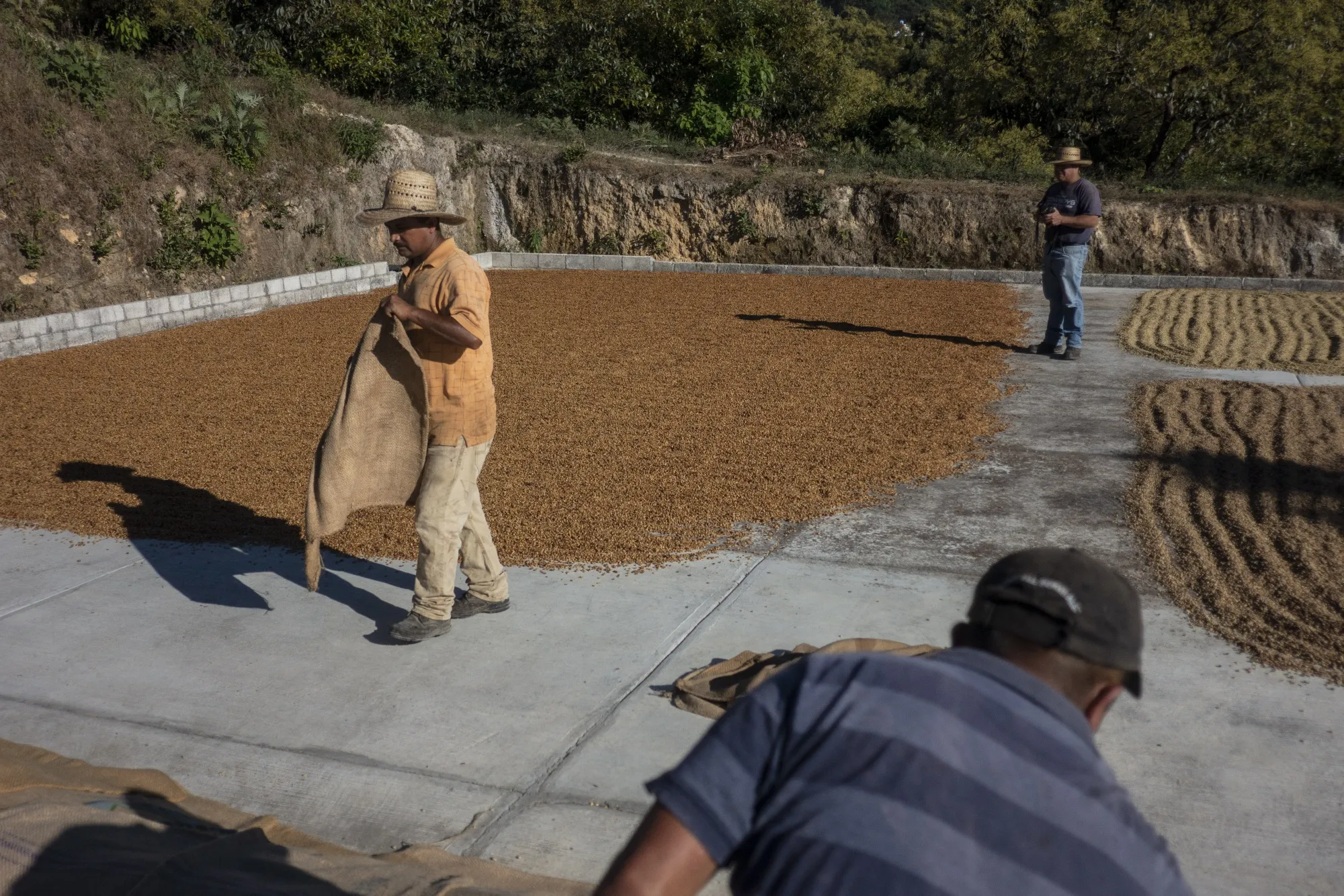 Workers dry arabica coffee beans at a ranch Mexico.
