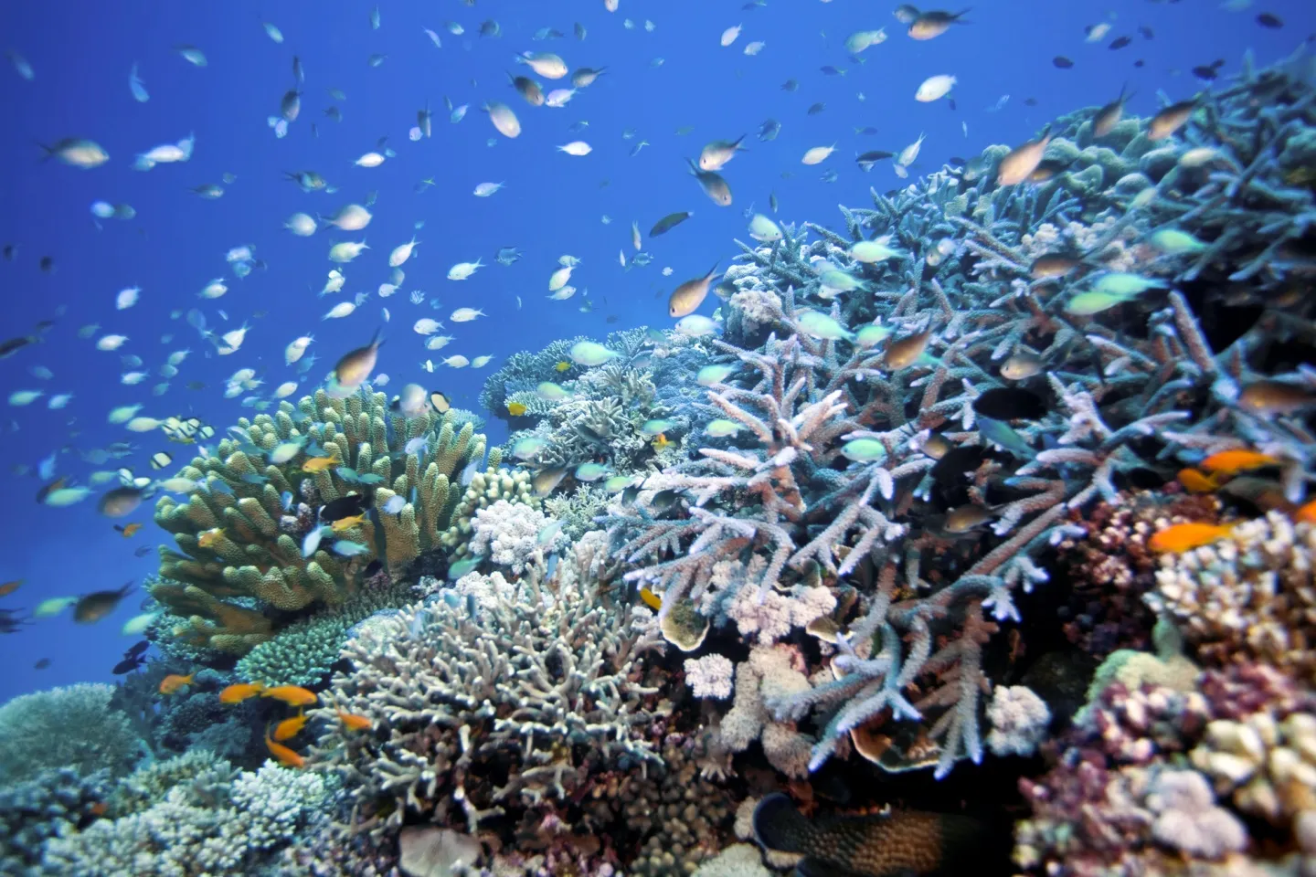 Reef scene with fish and corals