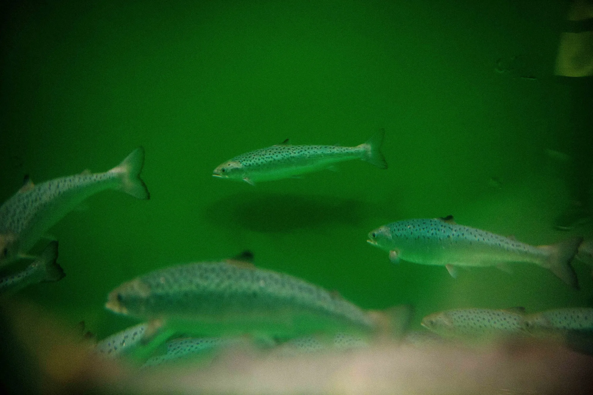 Salmon at Cargill’s&nbsp;aquaculture research laboratory in Dirdal, Norway.