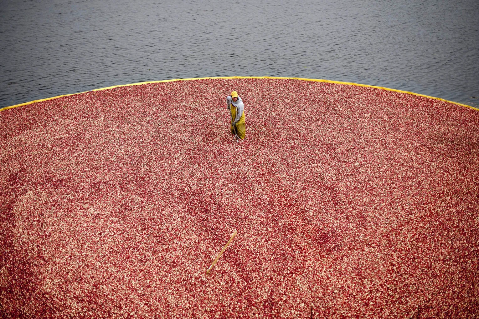Cranberries&nbsp;during harvest in Wisconsin.