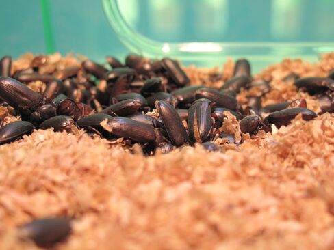 Mealworms are the larval form of the darkling beetle, pictured here in an insect farm.