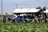 Farm Workers Receive Covid-19 Vaccinations