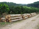 Balsa wood in Xishuangbanna in 2021.