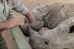 A veterinarian at a rhino orphanage pets a black rhino calf at an undisclosed location in South Africa.
