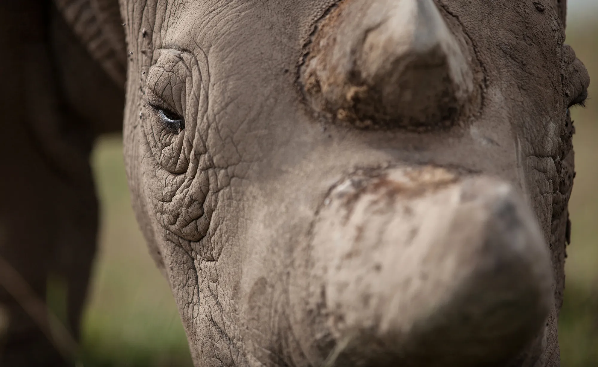 A northern white rhino female.
