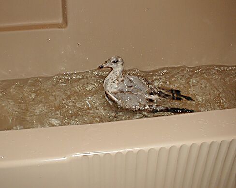 Herring Gull