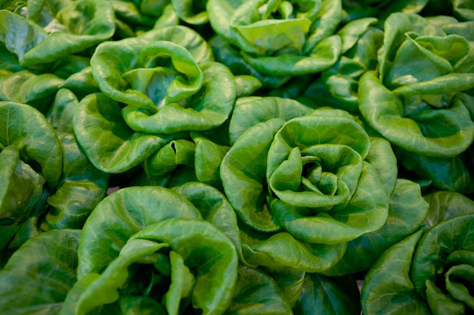 Gotham Greens A Farm Grows in Brooklyn Bloomberg