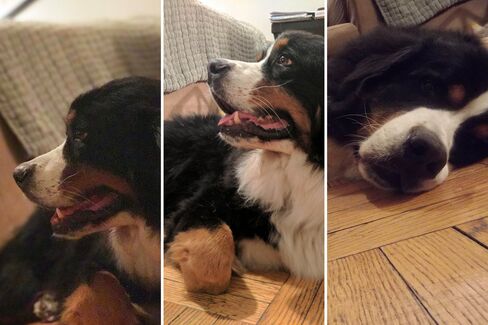 The author's Bernese Mountain Dog, Riley, shot with the iPhone 7 Plus, Google Pixel, and Moto Z, respectively.