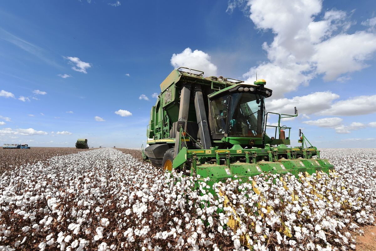 Brazil’s Cotton Farmers Cash in on Rally Fueled by Obstacles Worlds Away