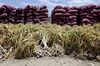Bags of garlic sit in fields near Baishixi, Yunnan province, China, on Sunday, May 8, 2011. China's consumer prices may have climbed 5.1 percent from a year earlier in April, Credit Agricole CIB's Tokyo office said, citing "market rumors."