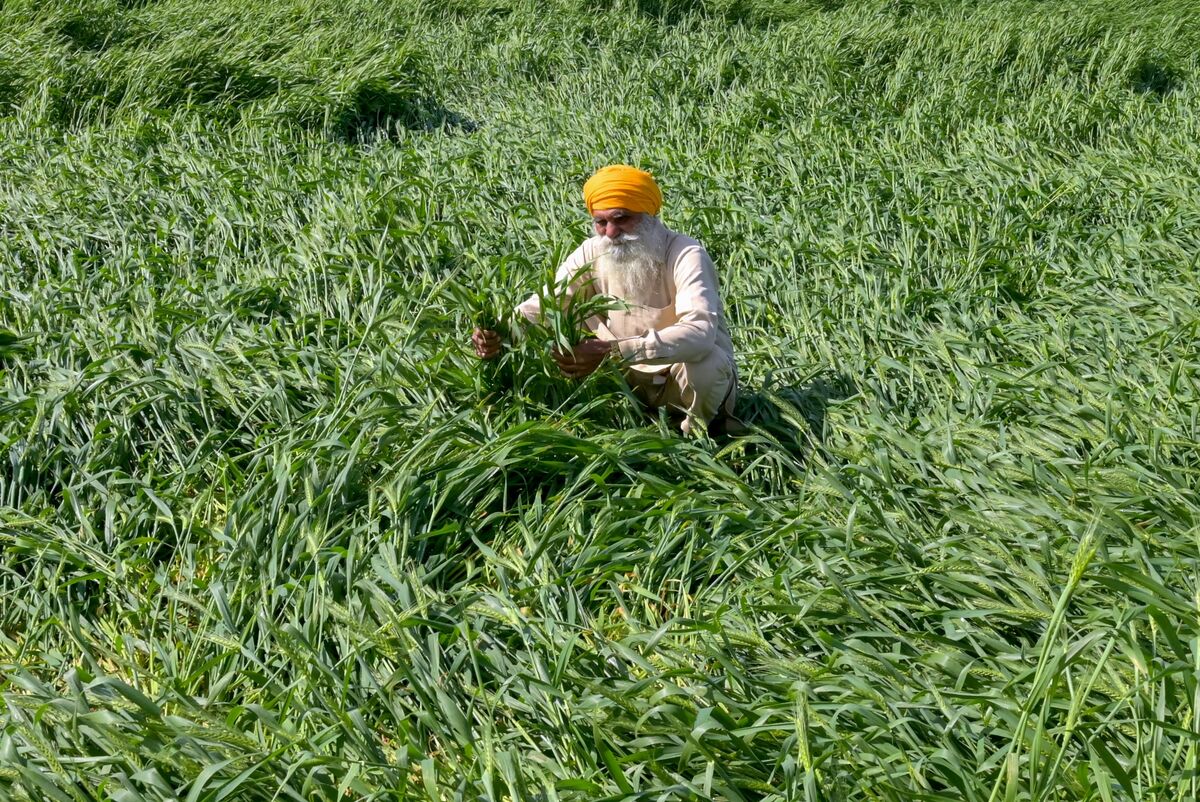 Erratic Weather Lowers India’s Chance To Reap Record Wheat Crop - Bloomberg