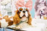A dressed-up dog at Pet Fair Asia 2019 in Shanghai.