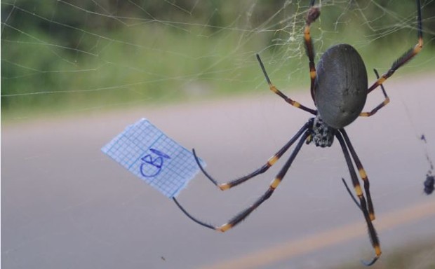 The Urban Environment Is Creating Super-Sized Spiders - Bloomberg