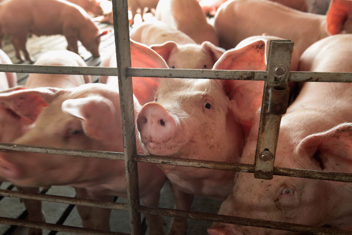 China's Ban on U.S. Pork Imports Isn't About Politics Bloomberg