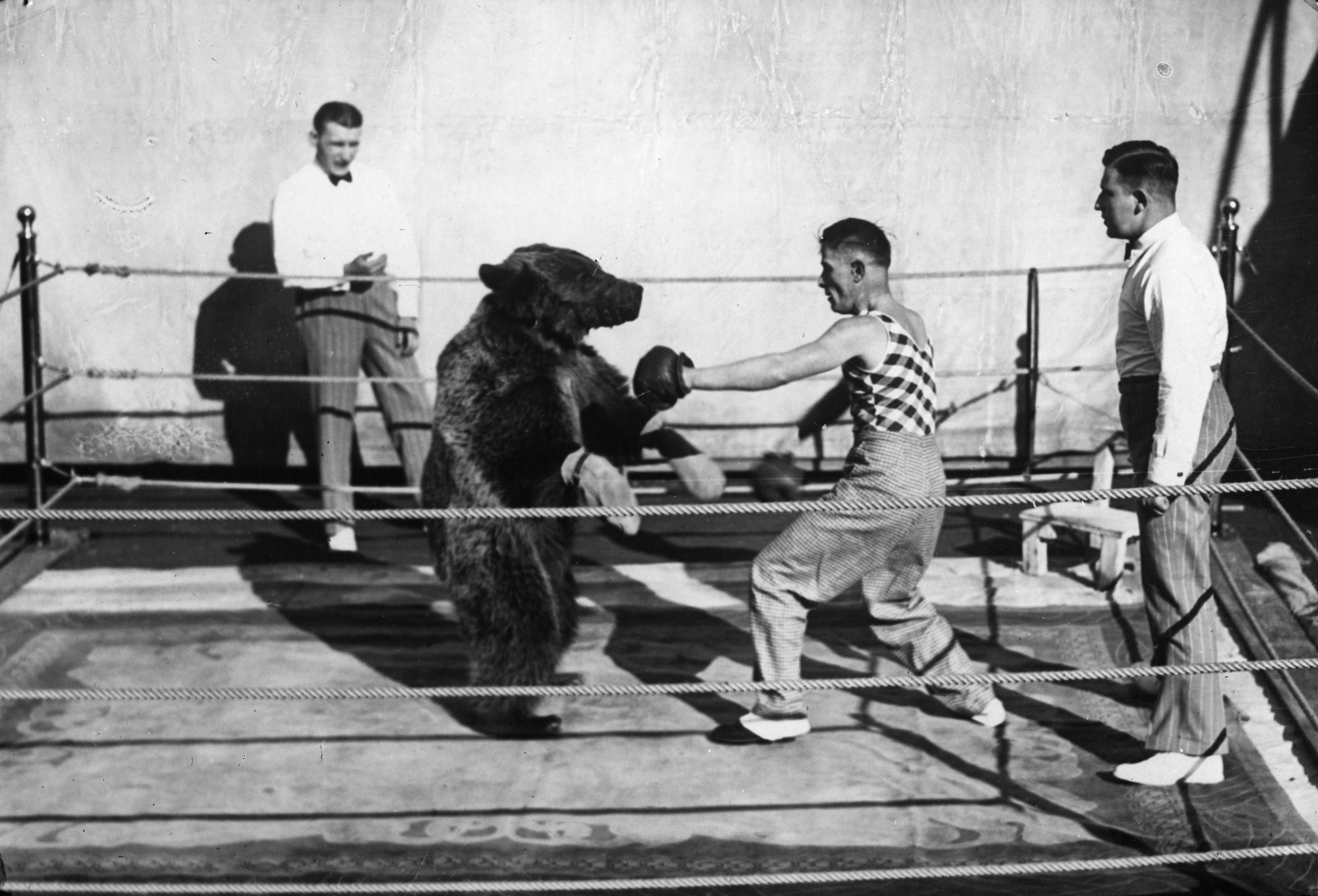 Fight stories. Фото зверь в ринге. Boxing Match with Bear.