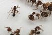 1499228847_japan fire ants