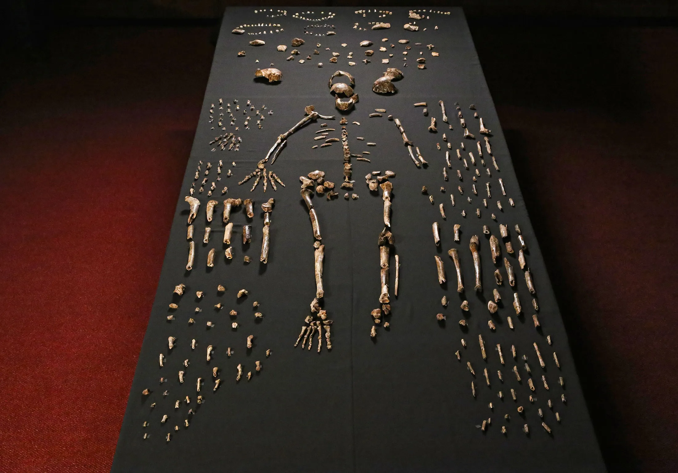 The skeleton of Homo naledi is pictured in the Wits bone vault at the Evolutionary Studies Institute at the University of the Witwatersrand, Johannesburg, South Africa.
