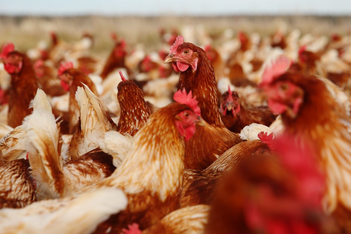 Die Aktien von Inghams brachen ein, da Farmen im Kampf gegen H5N1 ...